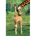 Waffles the giraffe