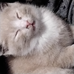 Le Gato