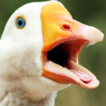Goose gangggggggggggggg