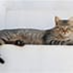 Cats and The Claws
