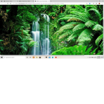 the rain forest group