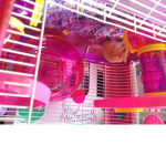 Save the hamsters.