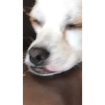 Penny taking a nap