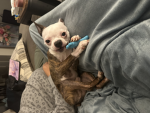 Stitch And angel Bandit