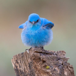 Blue Birds Productions