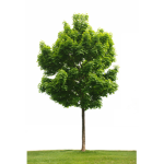 The Lonely Tree Group