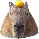 Capybara_Team