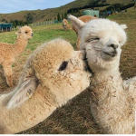 Layla’s Llamas