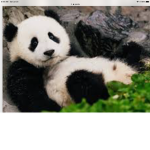 Panda Boys!