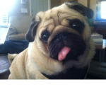 Pugs #InPugLife
