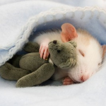Pet Mice