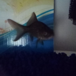 Les poissons rouge