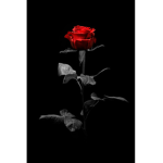 .rose<3