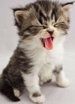 i gatti cuteee