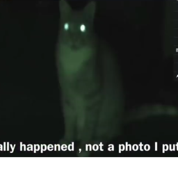 MY CAT