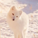 Arctic_Squad