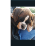 Deutscher Boxer Hund