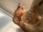 Golden retrievers appeal