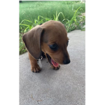 piper dawg