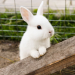 -coukebunnie