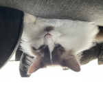 This group is for my cat