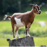 DA GOATSSSSSS