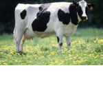 Melissa's cow group