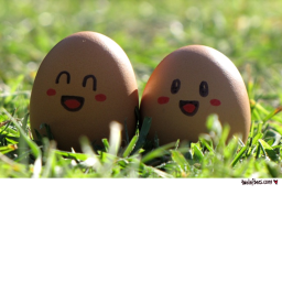 the egg home (it is back)