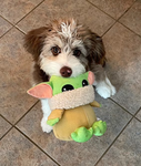 Group for my puppy