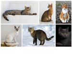 suppercatt