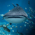 Fish = Shark
