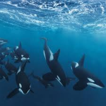 The Orca Outlaws