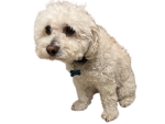 tobydoggo Official!