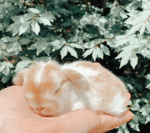 The happy preppy bunnies