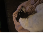 TAMIDADOG