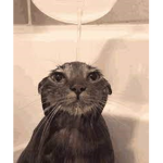 Fresh Kitties