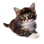 kittens are awesome