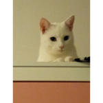 Kieboo