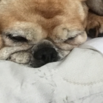 Perfect pug fans