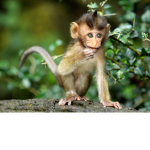 MC Monkey Clan