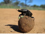 Dung Games