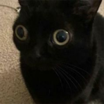 CAT develepmont