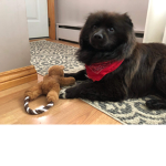 Cute doggos club