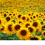Save The Sunflowers Army
