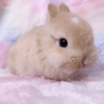teteh's group Group Thumbnail