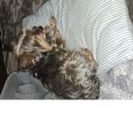 Sissy dog