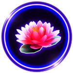Pink Lotus - Why Don’t We (WDW)