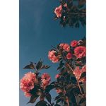 Stunning blossoms