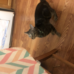 My cat is cool (new)