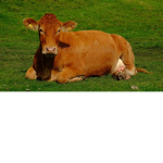 The choco moos